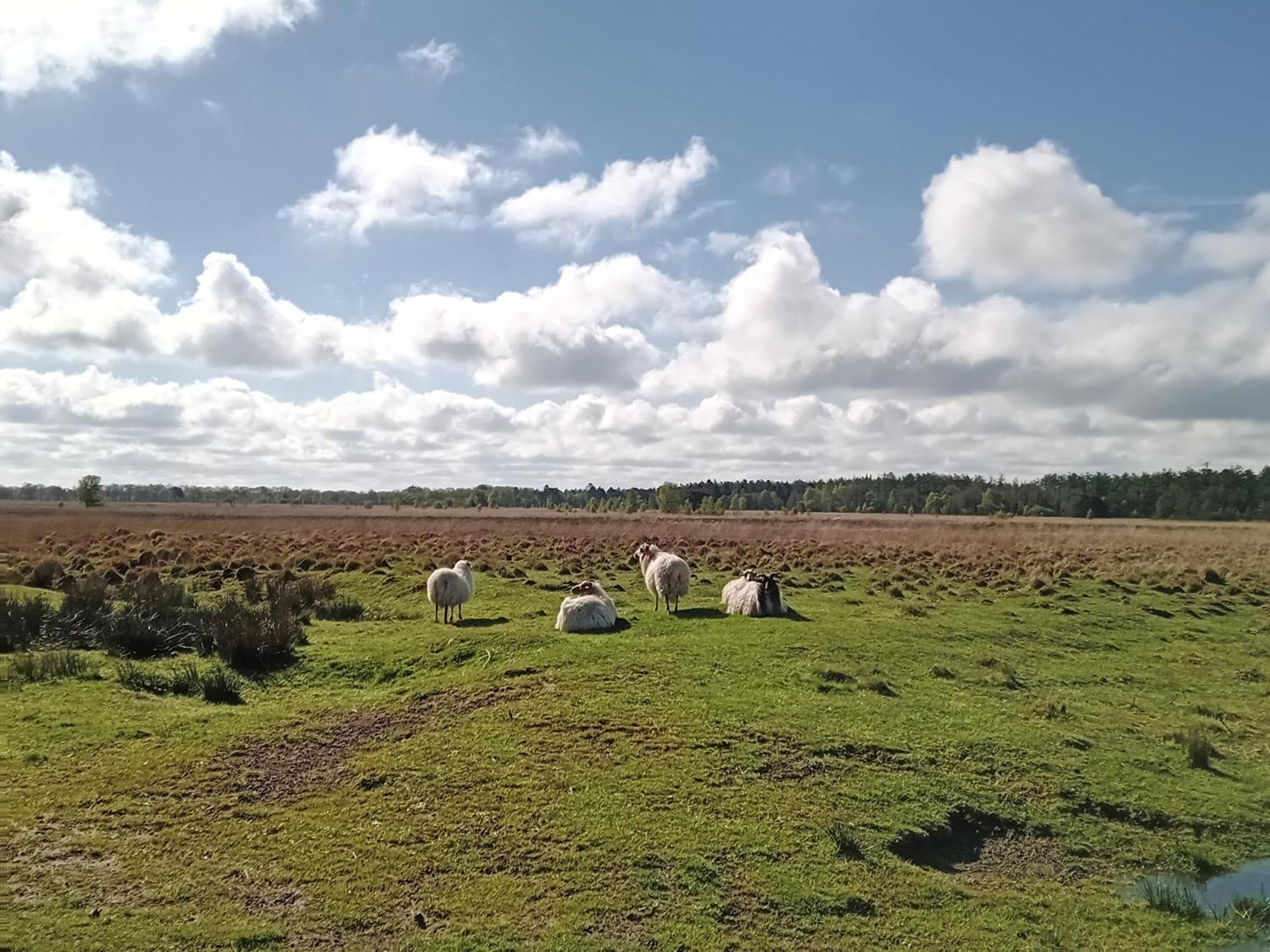 Ruim Huisje Op Een Prachtige Plek Hemrik ภายนอก รูปภาพ